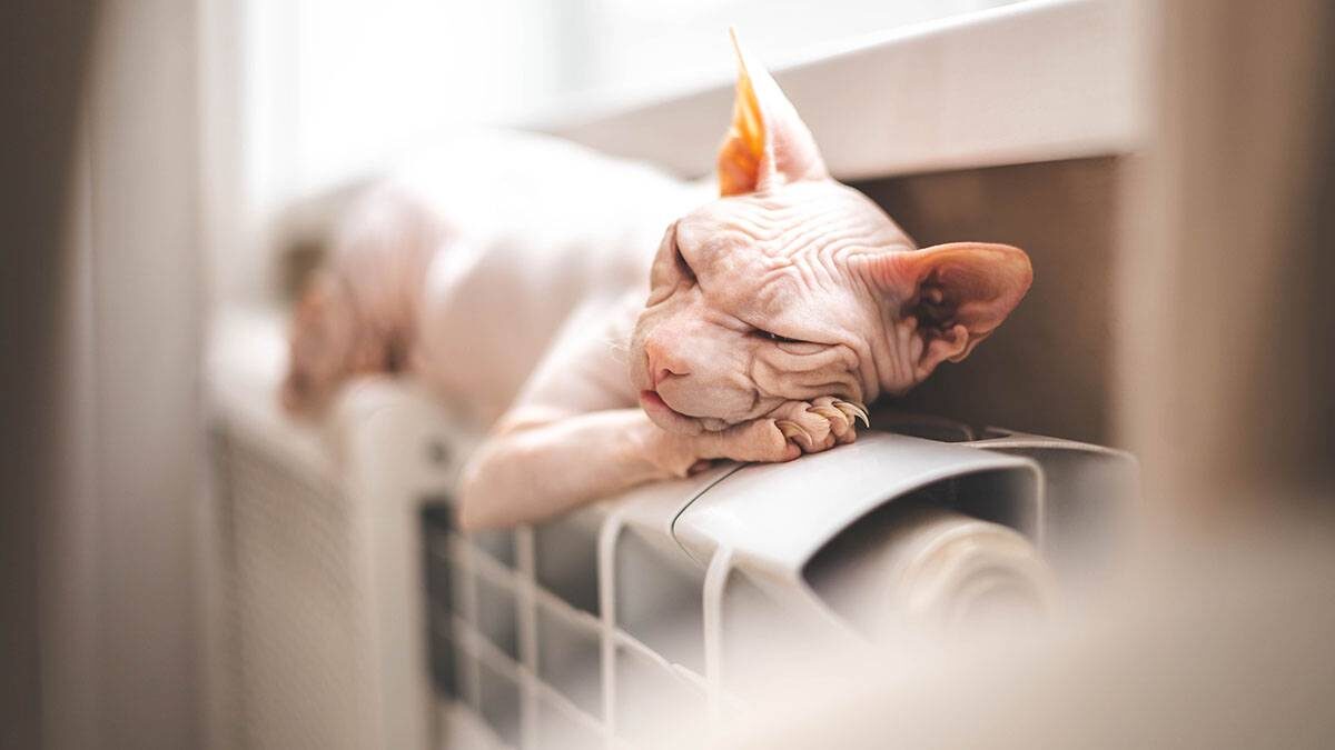    Фото: Shutterstock