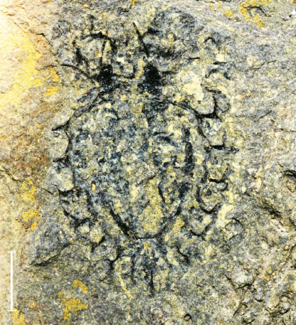 Голотип Yunnanocyclus fortis