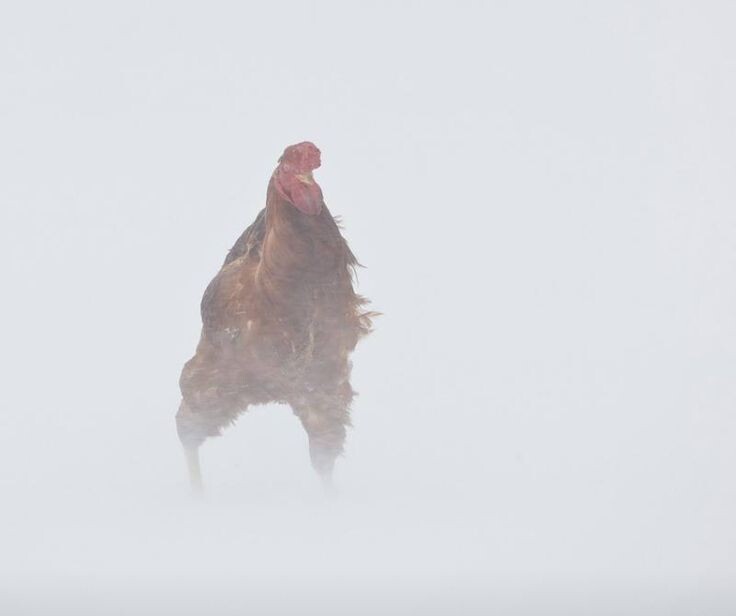 То не курица пестрая, то бес искусил