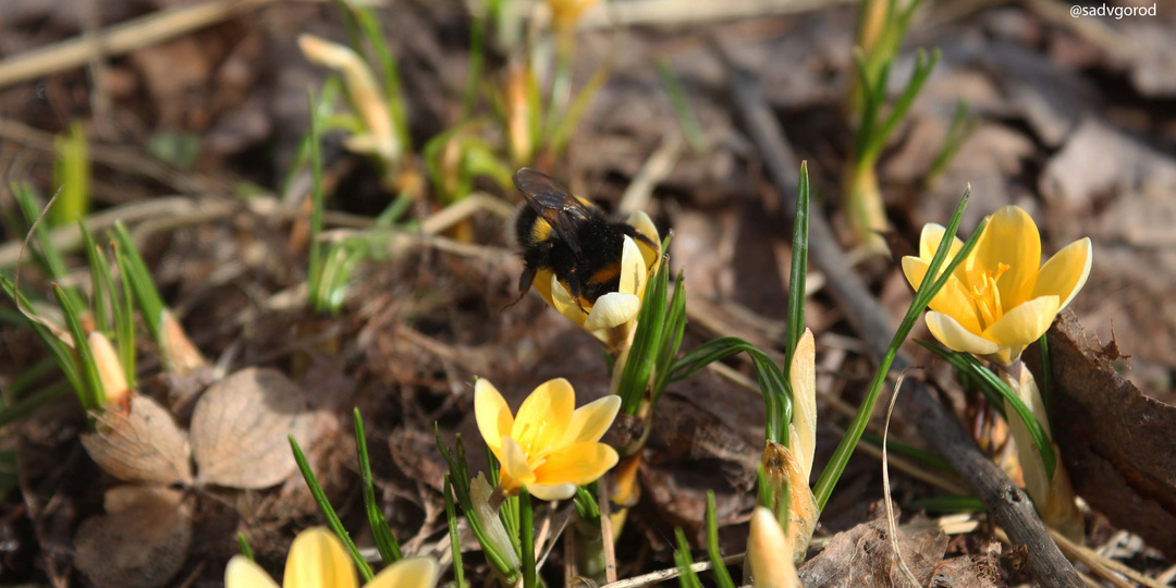 Садовый дневник - 19.03.2026