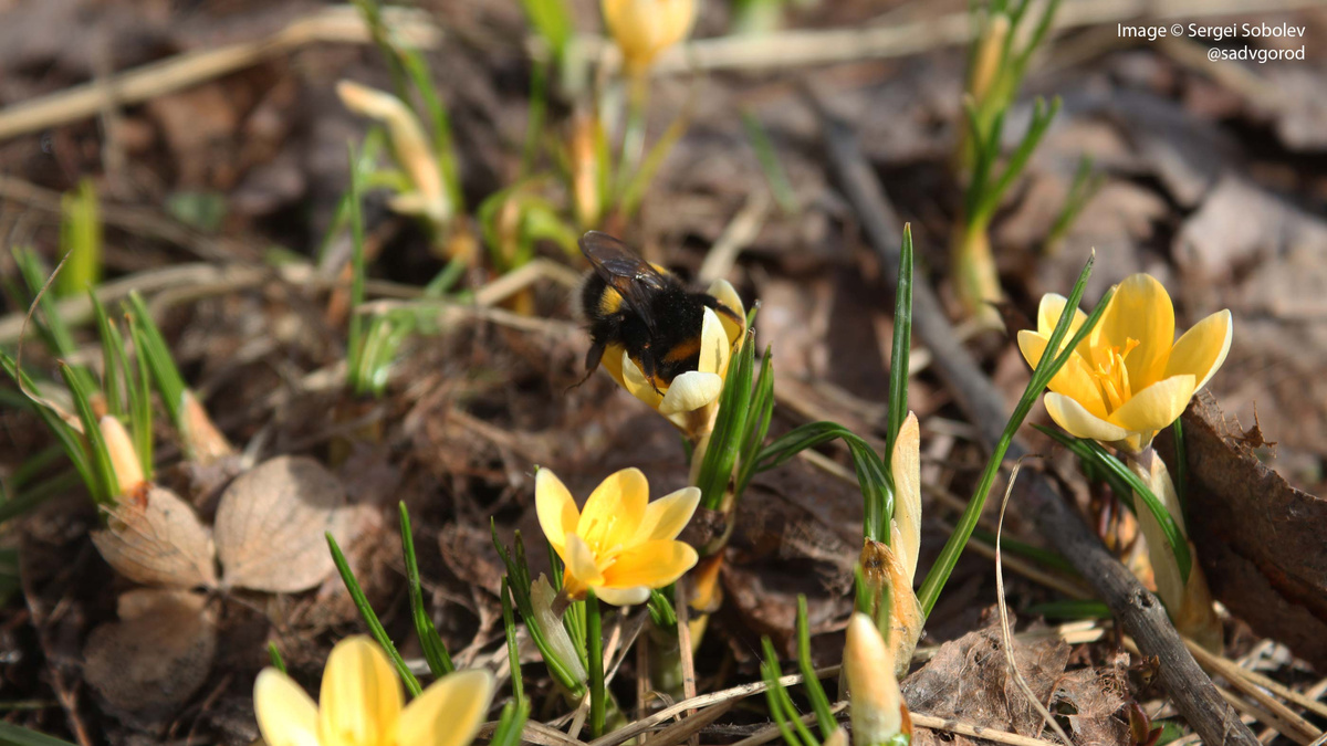 Представьте себе, первый шмель сезона! Ничего, дружок, скоро тебе будет много еды!