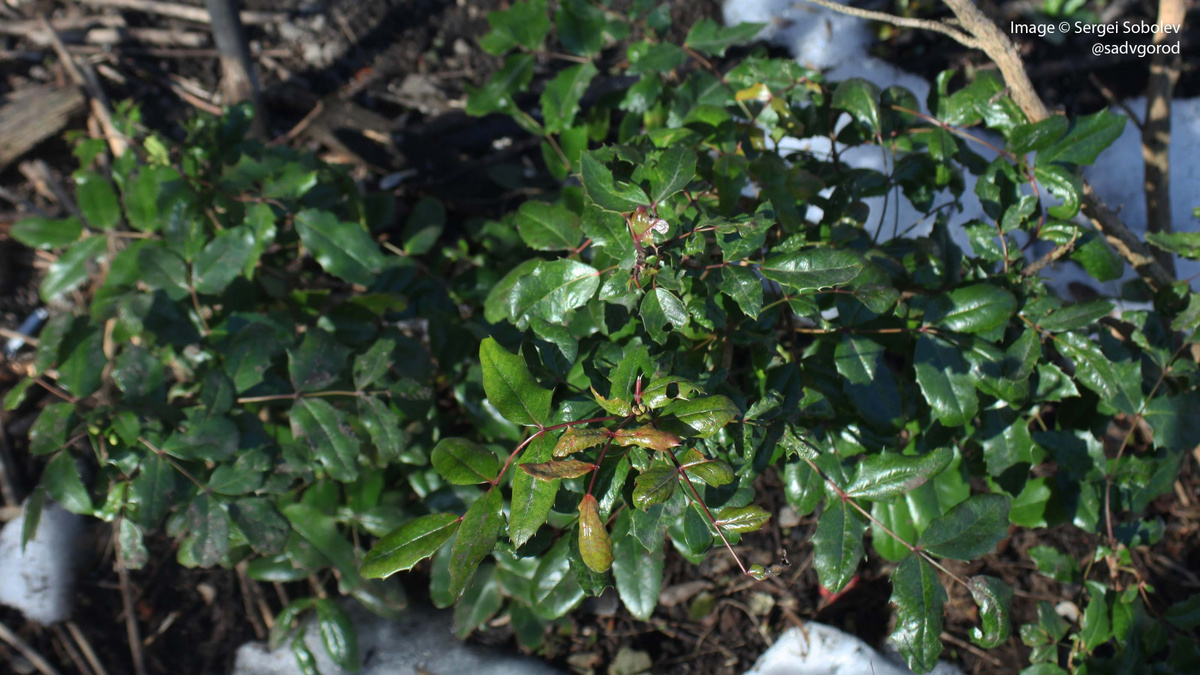 На Магонию падуболистную без слёз не взгянешь! Такае зелёная ветка, наконец не сгорела. Но... 4 фото.