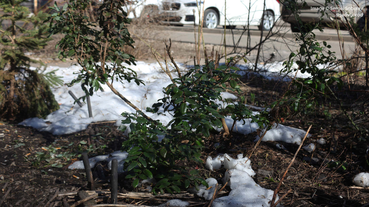 Годом ранее она была пересажена взрослым и большим кустом, очень тяжело перенесла пересадку и после зимовки потеряла почти все свои ветки. А теперь...