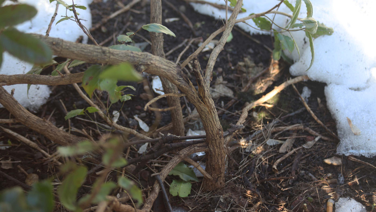 Единственный хорошо сохранившийся побег сломан у основания ( По хорошему его, конечно, стоит спилить на пень.