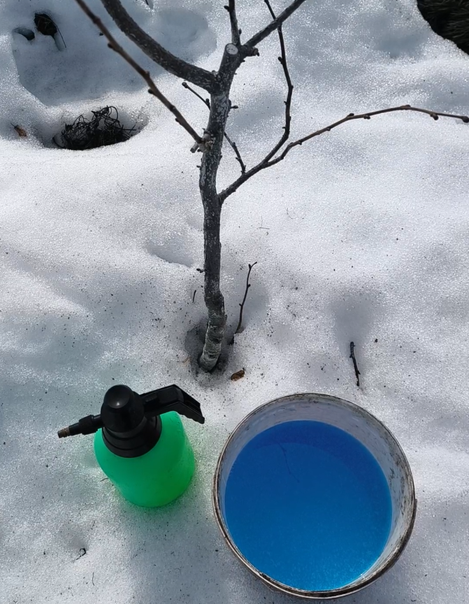 Первую обработку от грибковых инфекция 3% раствором медного купороса можно проводить ранней весной, до начала цветения фундука