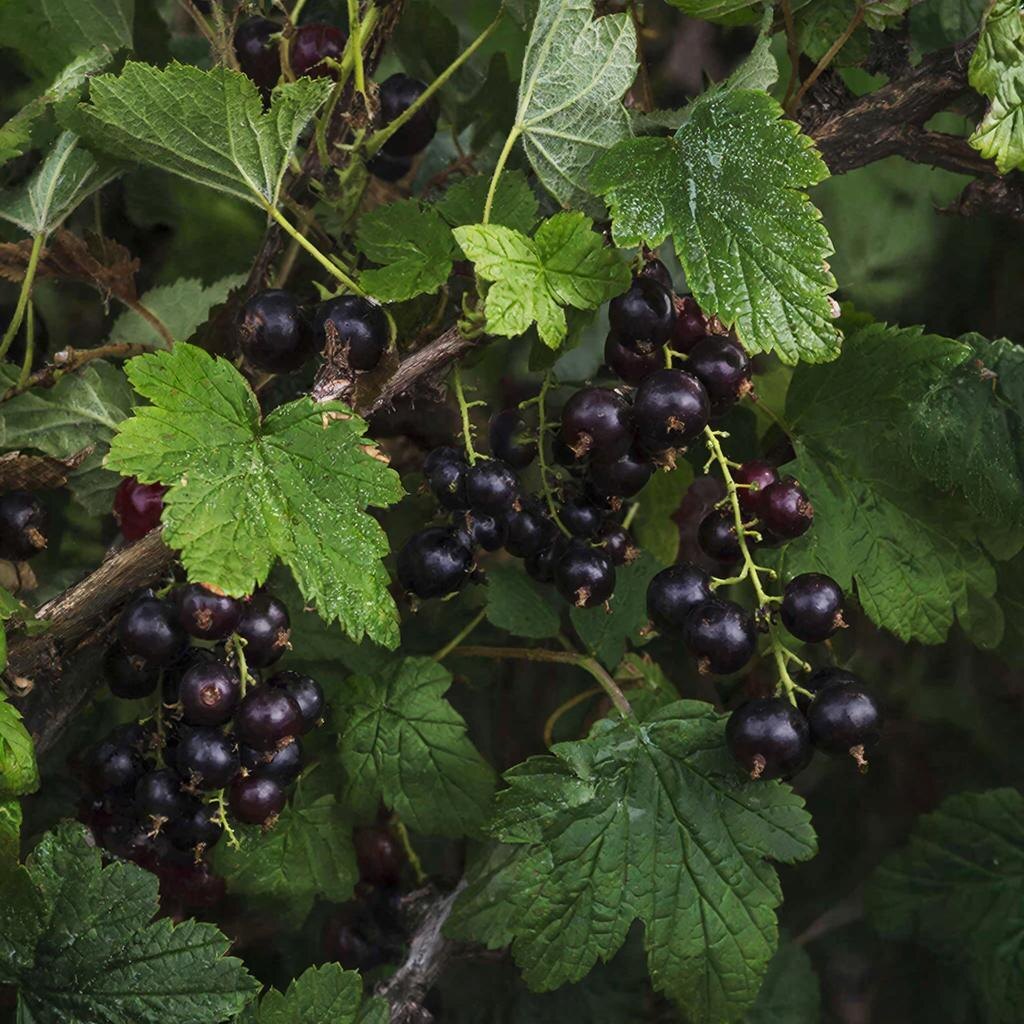 Черная смородина