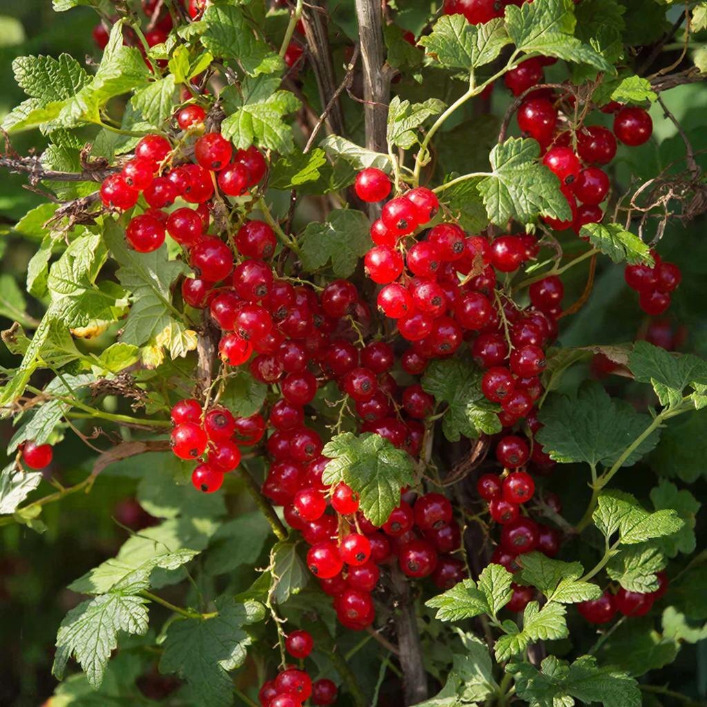 Красная смородина