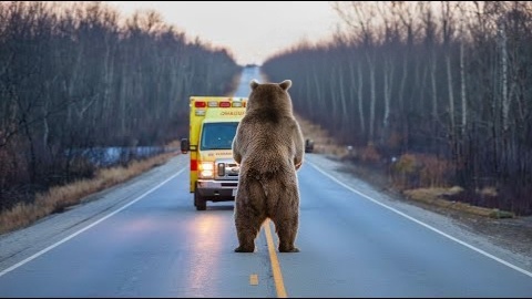 Медведица вышла на дорогу и встала перед машиной. — Ты чего, мишка? — пробормотал Николай, выключая двигатель