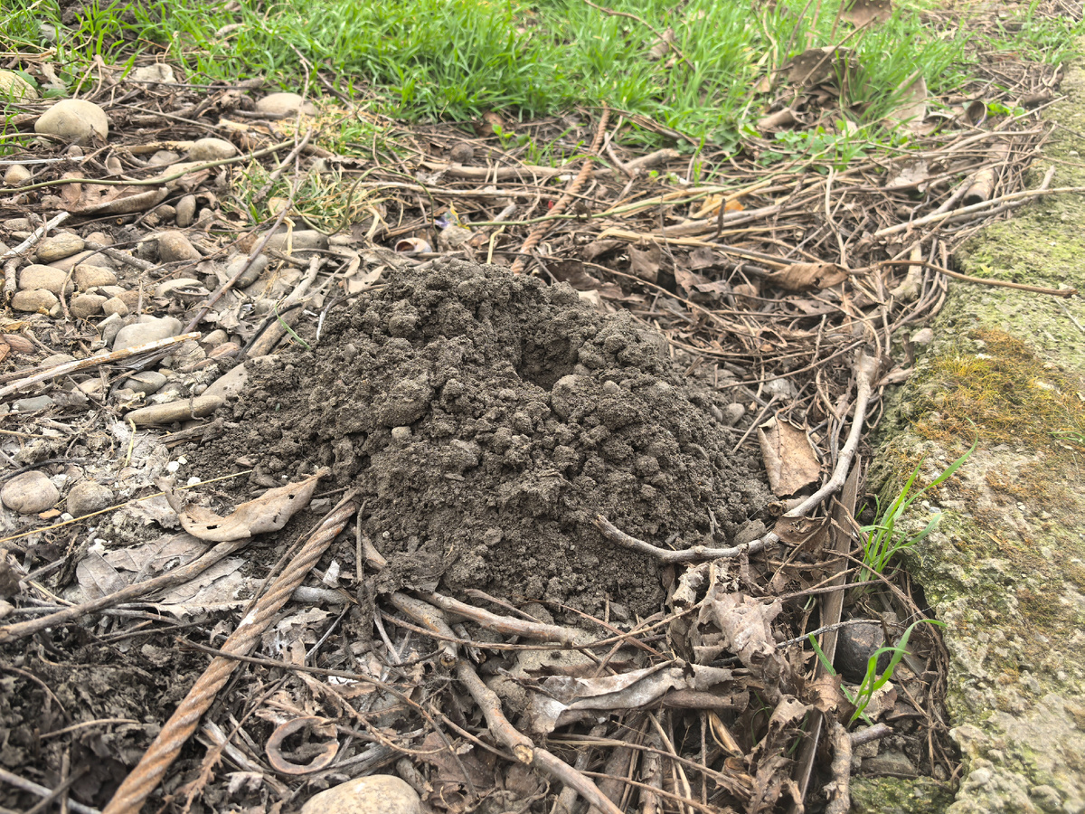 Вот такие кучки с отверстием по центру 