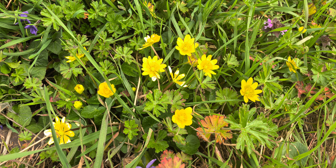 Корги, кроты и цветы