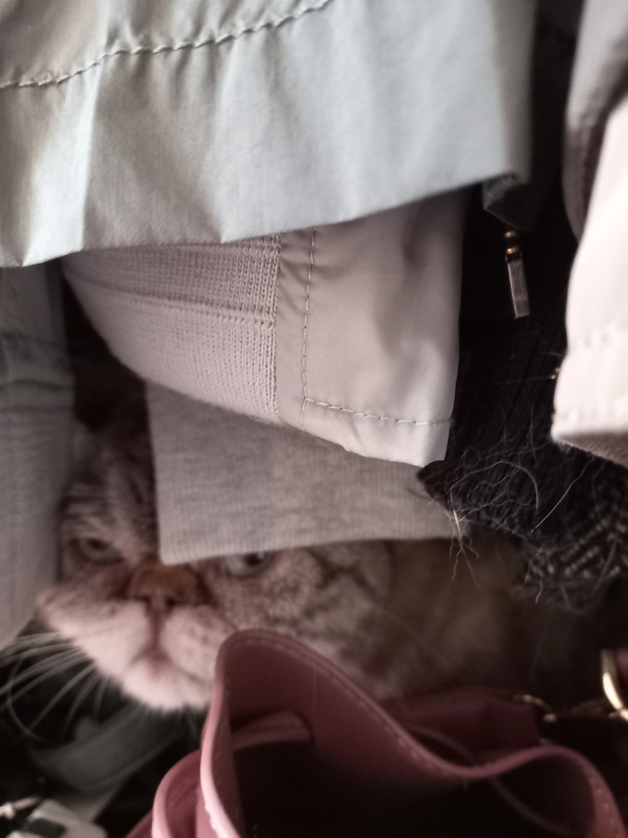 Главный инспектор