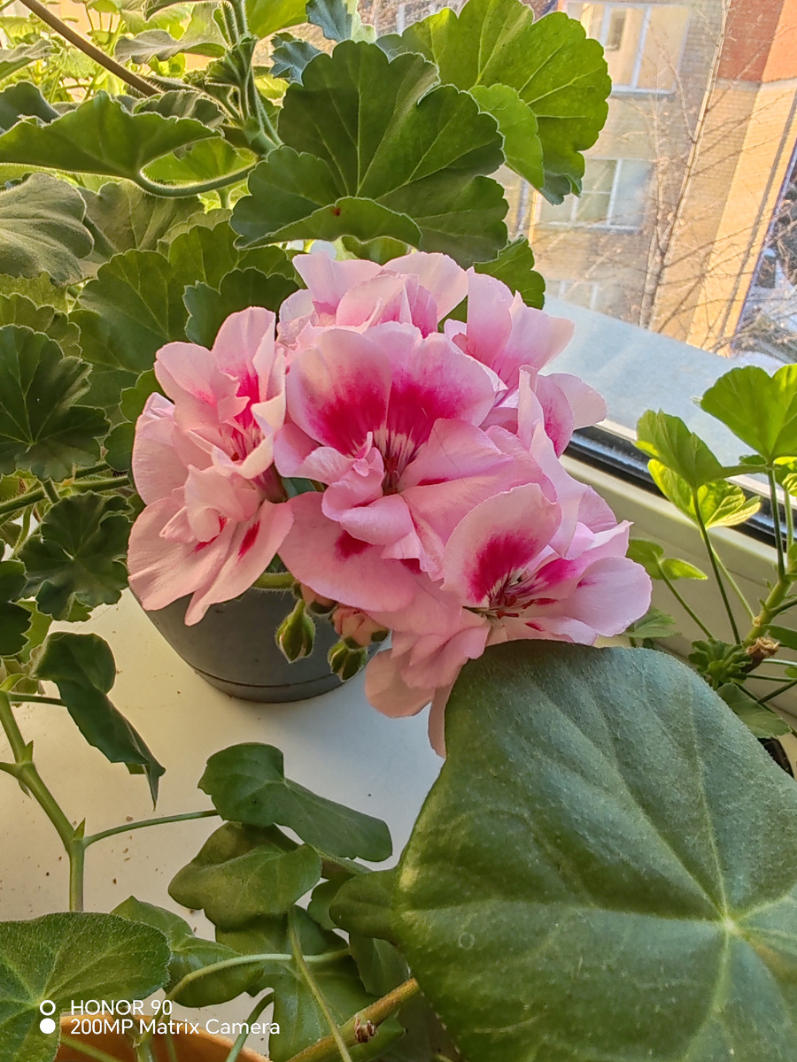 На подоконниках ожила пеларгония.