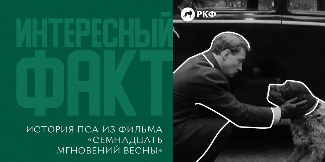 Интересный факт: История пса из фильма «Семнадцать мгновений весны»