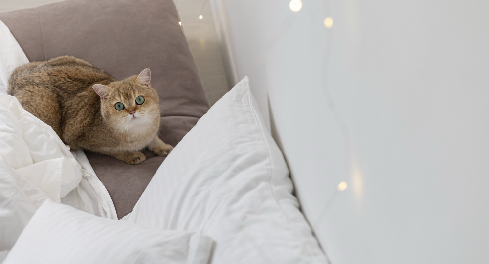 Кошка каждую ночь ложится на лицо. Случайность? Ветеринар объяснил - и я был удивлён