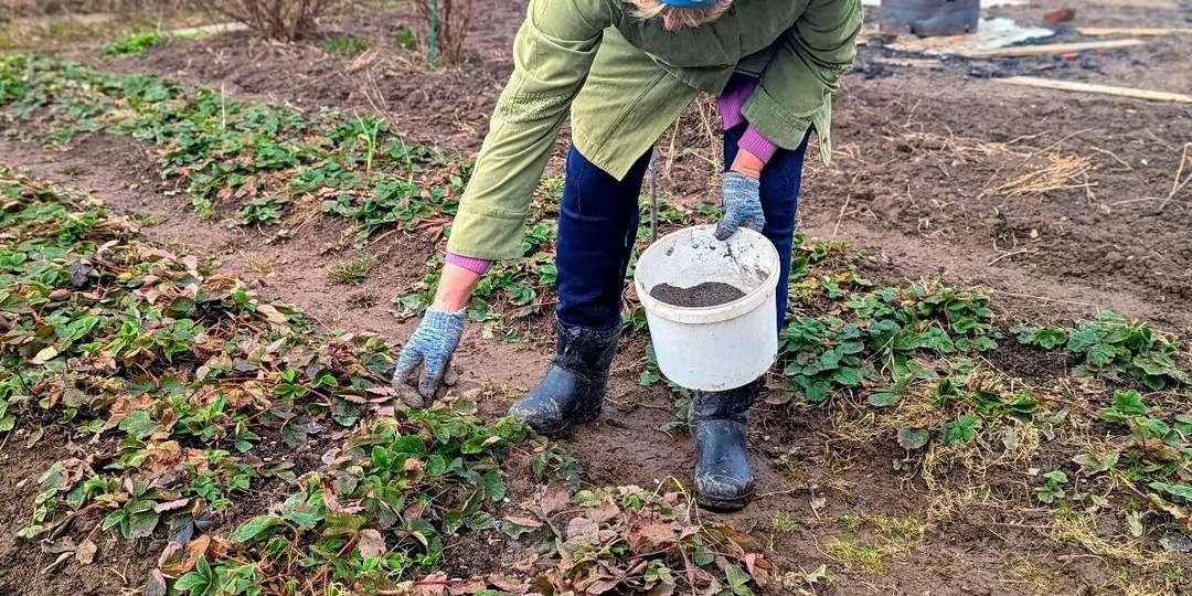 Первая подкормка клубники после зимы. Чем подкормить чтобы цветение было очень мощным?