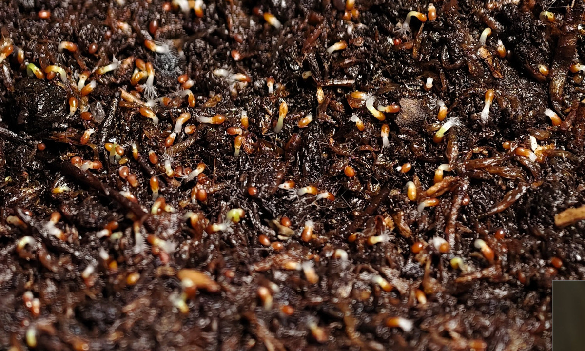 Всходы лобелии Император Вилли 14 марта