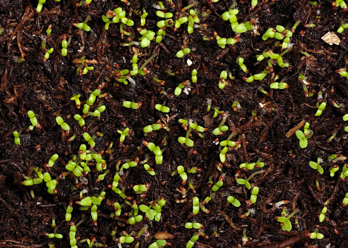 Всходы лобелии Император Вилли 16 марта