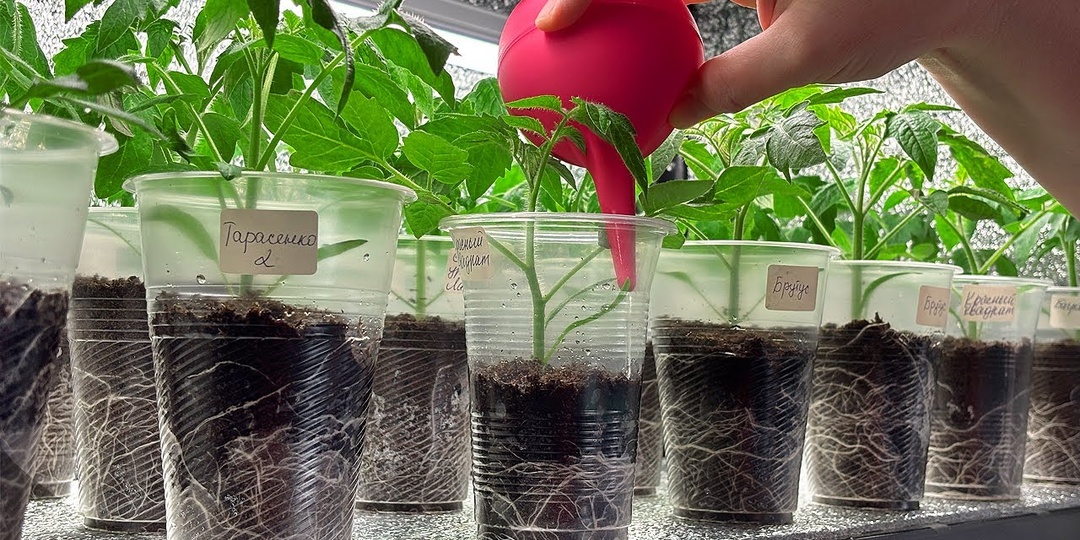 Нитроаммофоска (азофоска) для подкормки рассады. Растения будут очень крепкими.