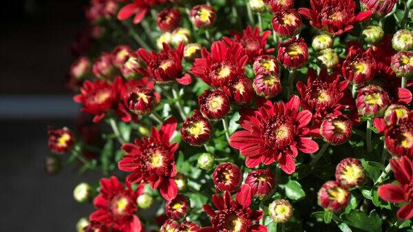    CC0 / Tadeusz Zachwieja /