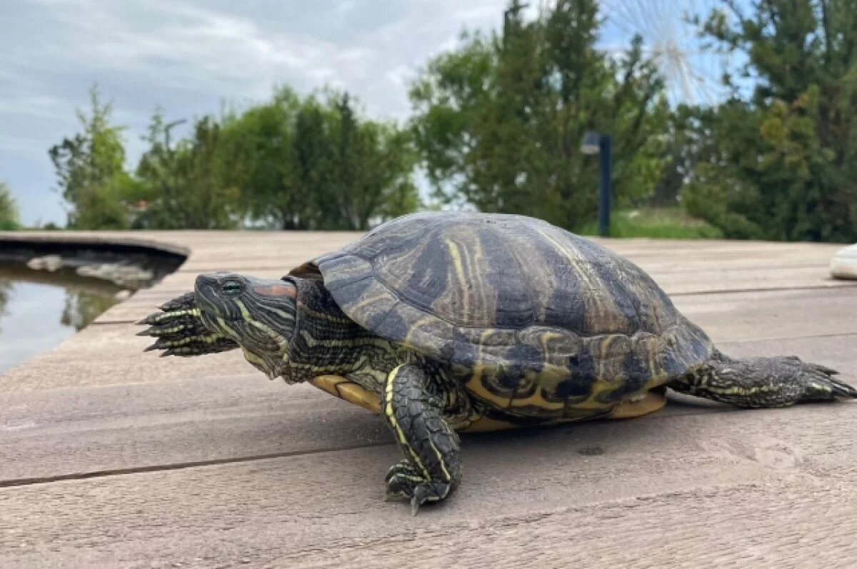    Бизнес на черепахах.