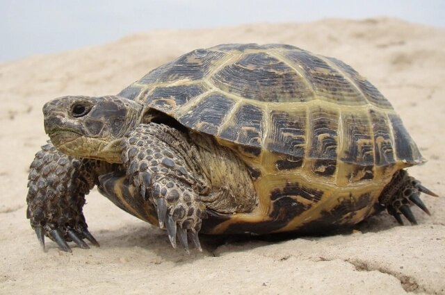    Среднеазиатская черепаха. Фото: wikipedia.org/ Yuriy75. Собственная работа.