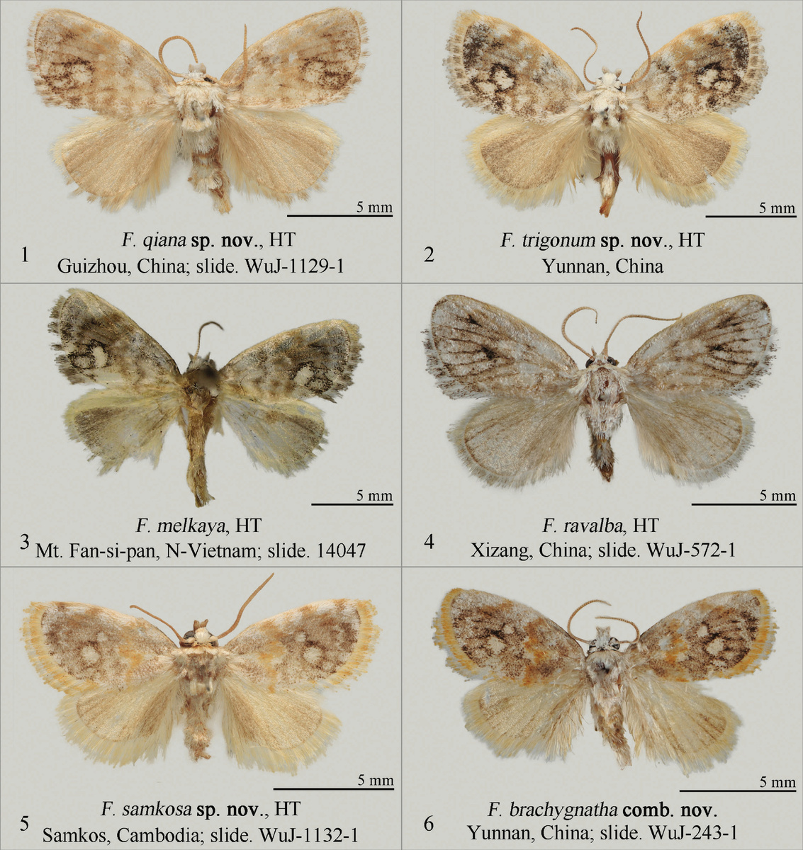 Разновидности «Фигни». Фото: Jun Wu, Huilin Han; обработка — Peter Coxhead / Wikimedia Commons