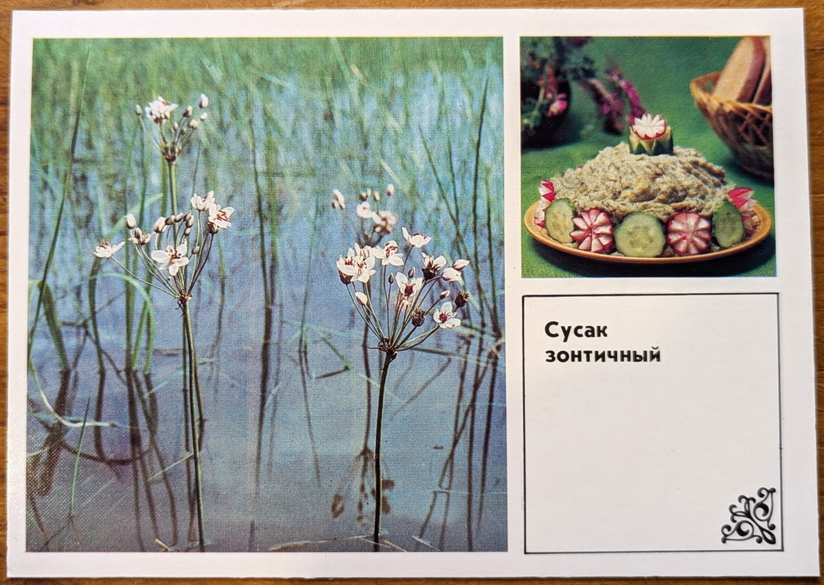 Сусак зонтичный