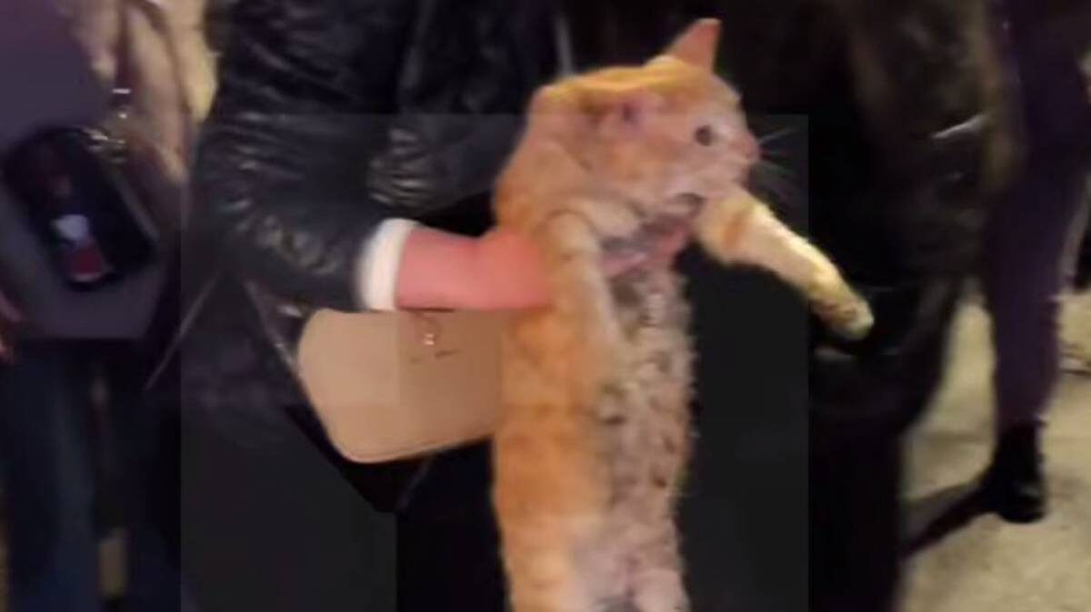    Фото: Скриншот видео / РЕН ТВ / Telegram