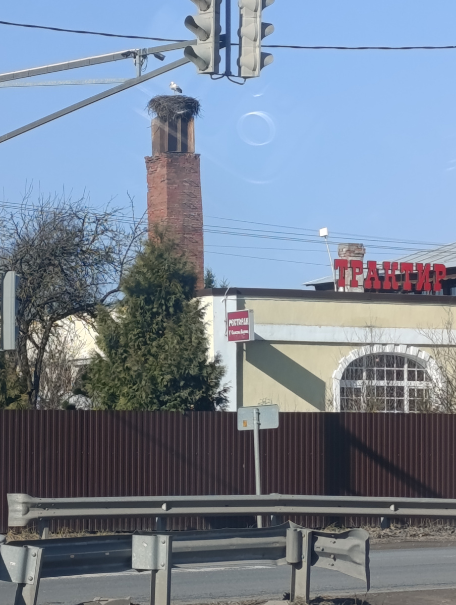 Аисты вернулись! (Выра)