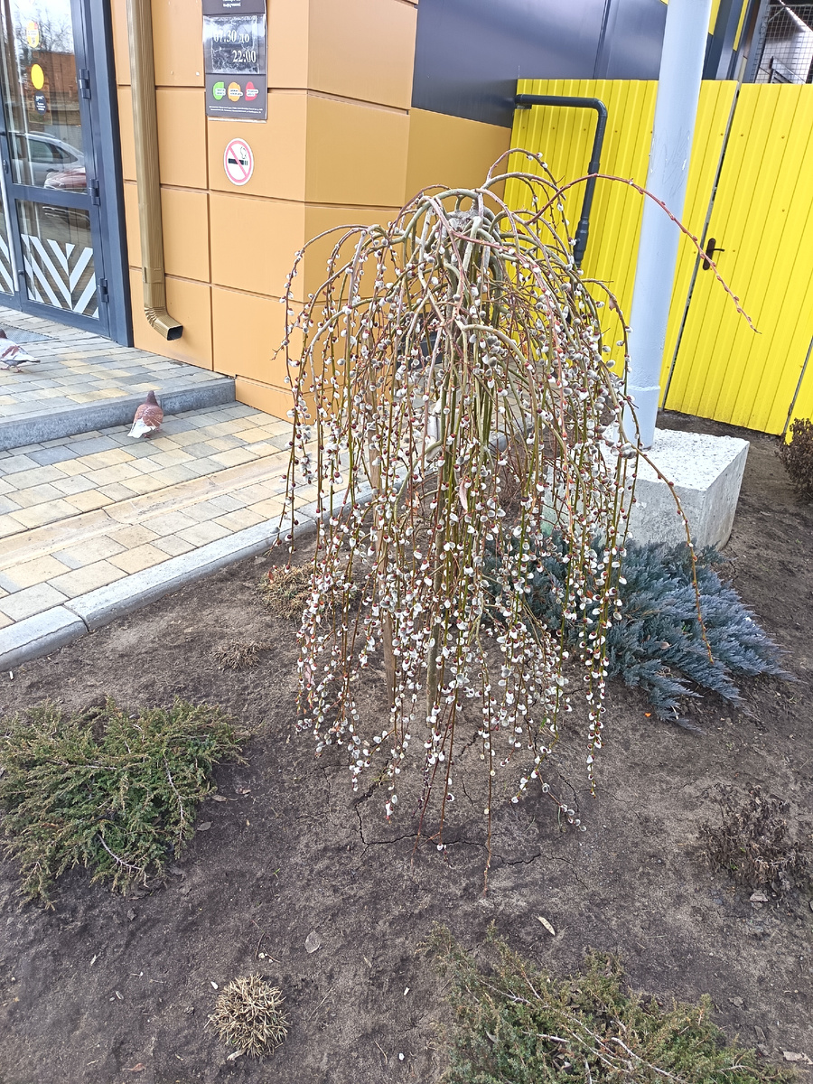 Ива на штамбе