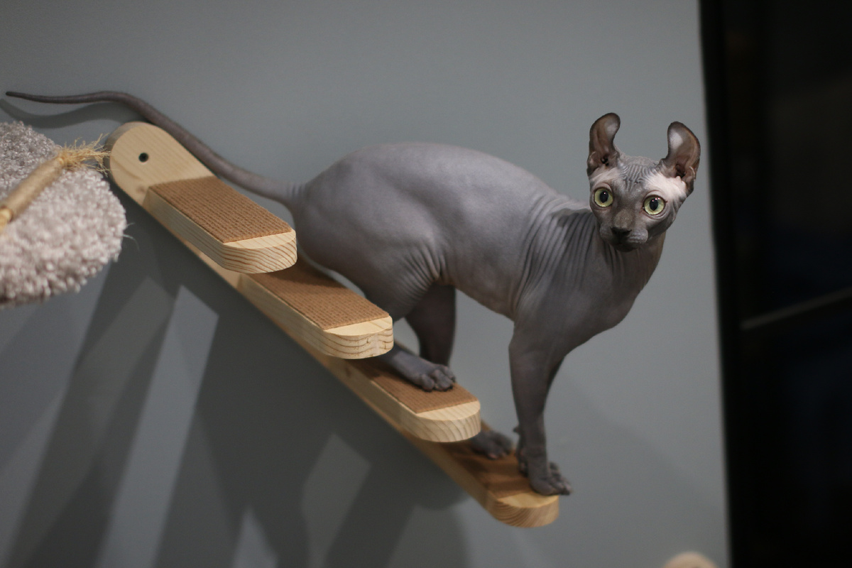 У Эль ушки чистые только 1, максимум 2 дня после чистки