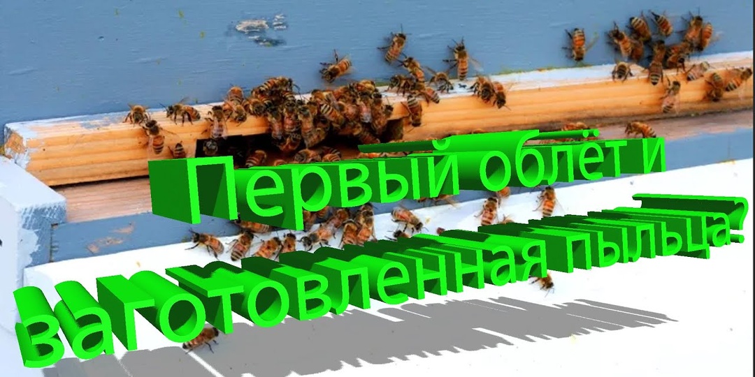 Развитие пчёл после первого облета с заготовленной пыльцой? (Профессор Кашковский)