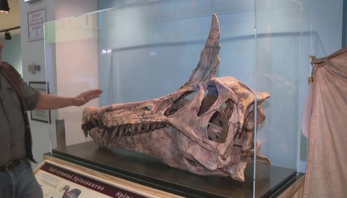 Окаменелый череп Spinosaurus mirabilis