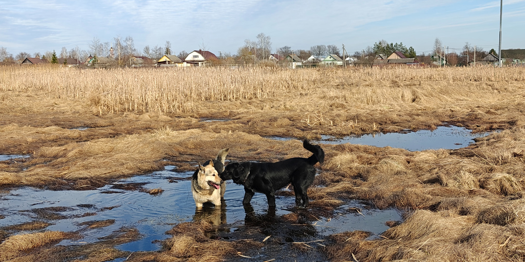 Неожиданные донаты-стеллы и мои размышления про них