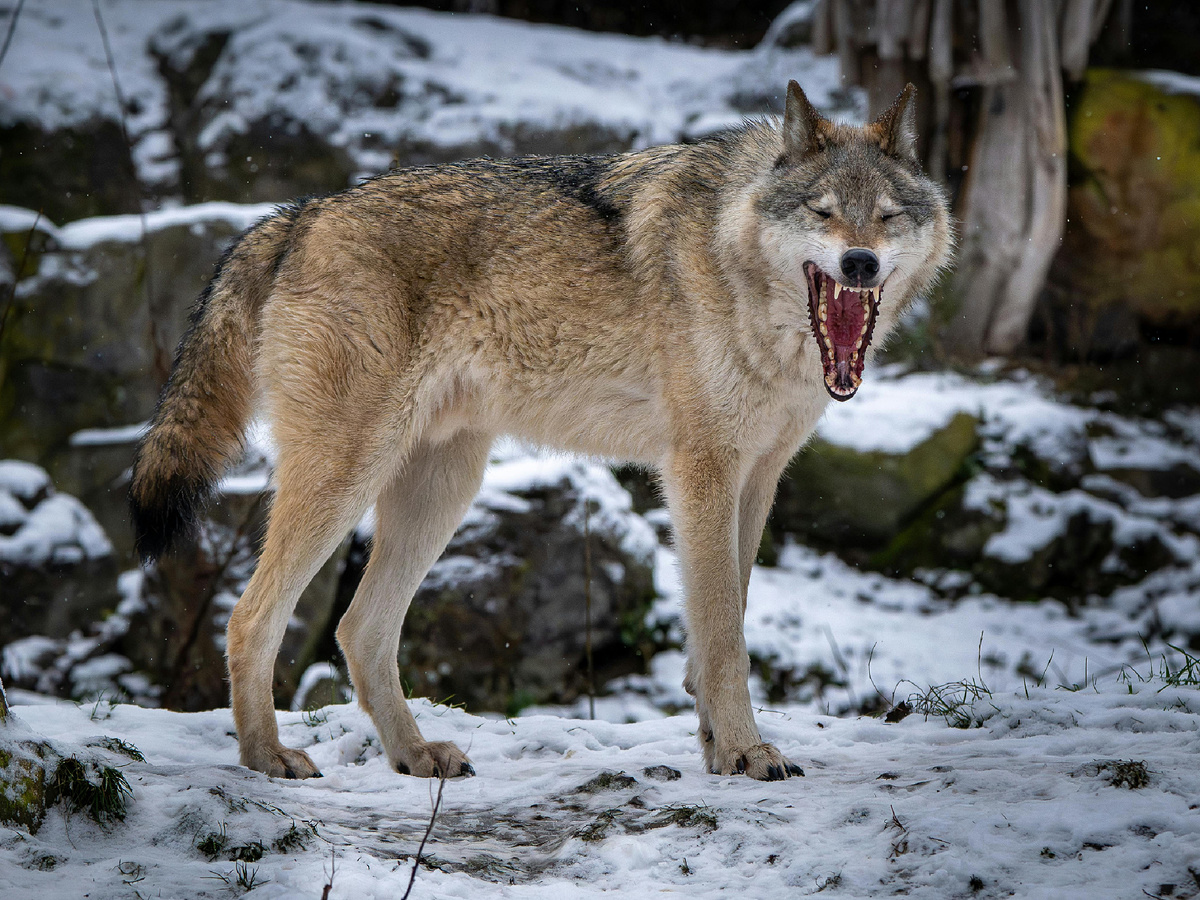 Сагиттальный гребень есть и у других псовых, и у кошачьих, и у приматов... Травоядные используют гребень для пережёвывания грубой клетчатки, а хищники в качестве оружия. Фотография: Leon Aschemann, Pexels 