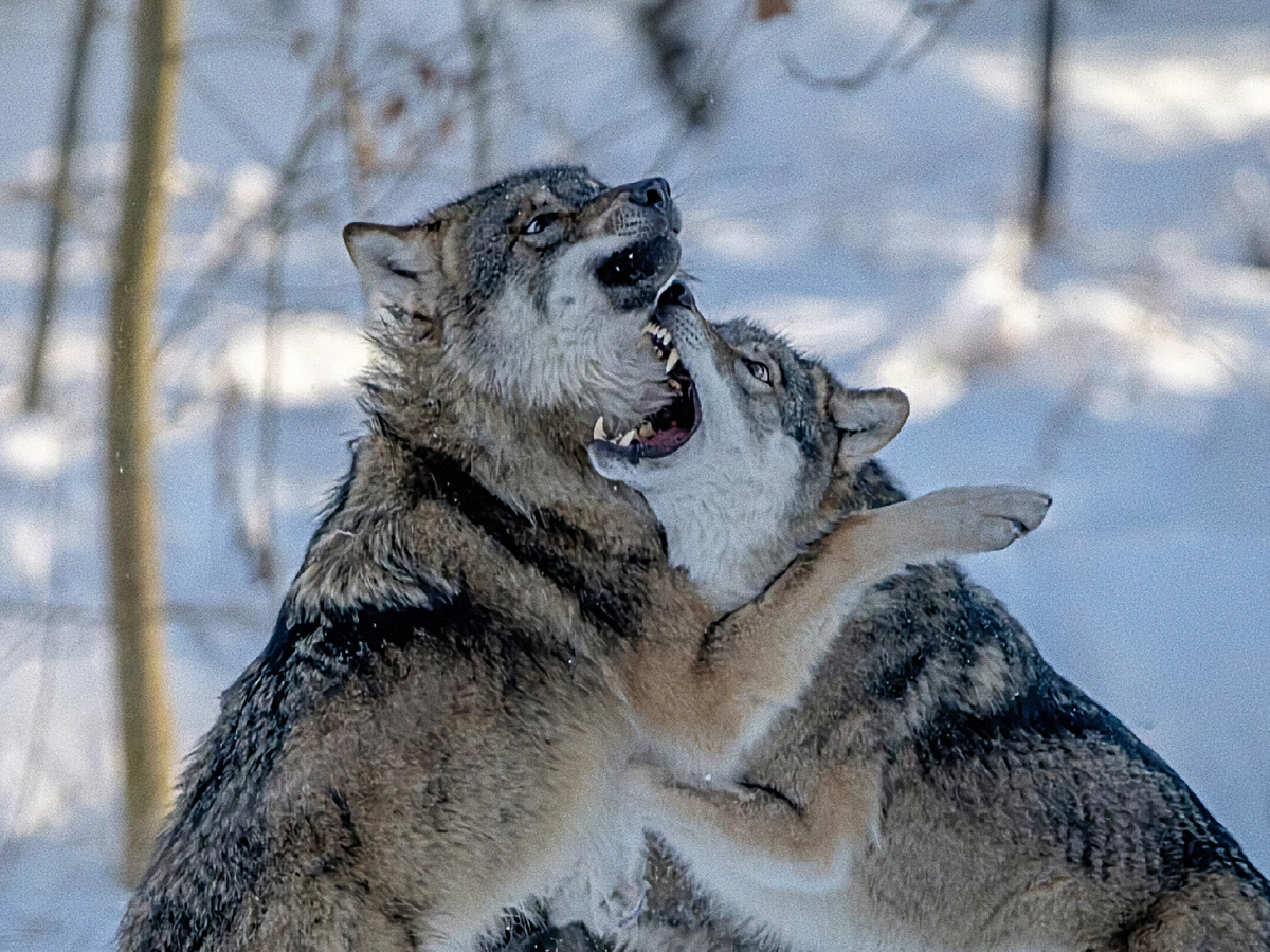 Волку не нужно подолгу искать точку хвата — Серый знает анатомию на «отлично». В стае волки тренируются бою по несколько раз в неделю. Фотография: Leon Aschemann, Pexels