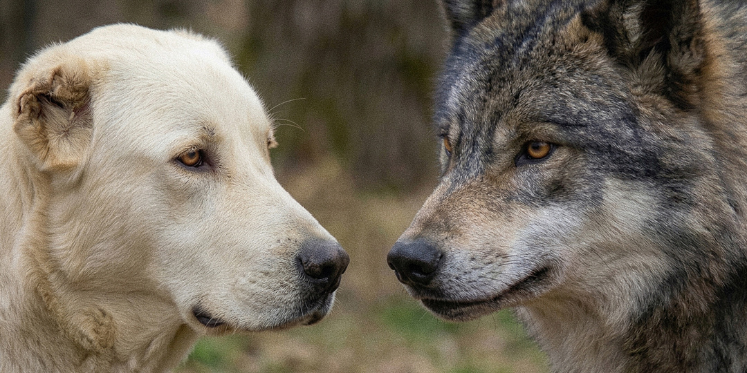 Почему волкодавы не работают против матёрого волка в одиночку