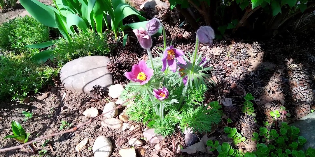 Мульчирование шишками: стильно и практично.