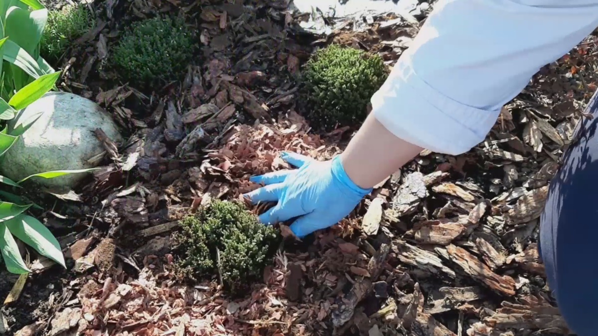 Мульчирование корой,