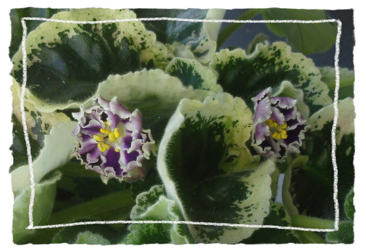 Расцветает у меня узамбарская фиалка "Летние сумерки" (фото автора0.