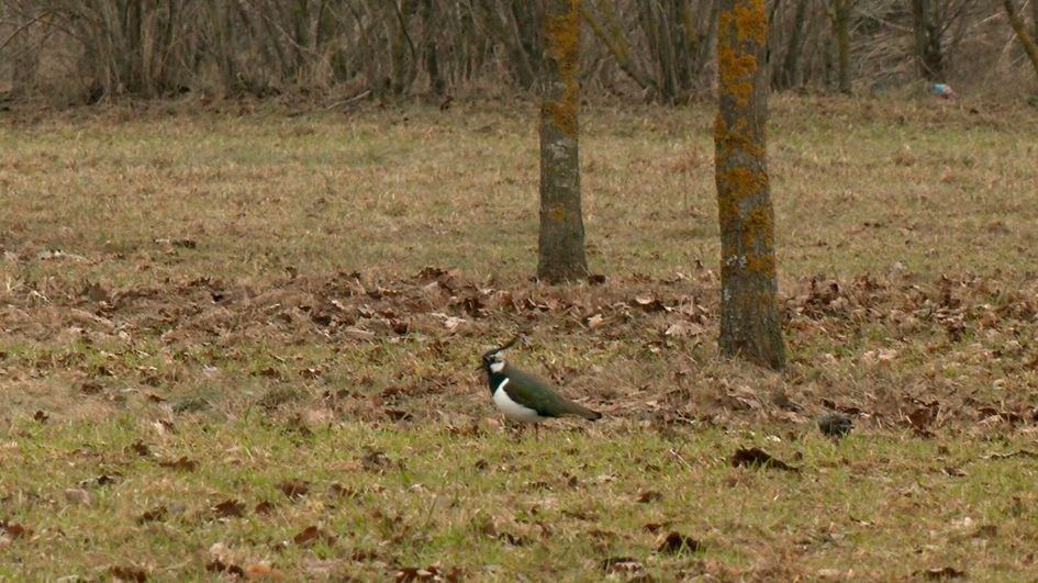 Фото: https://t.me/kazdoytvaripopare/4345 