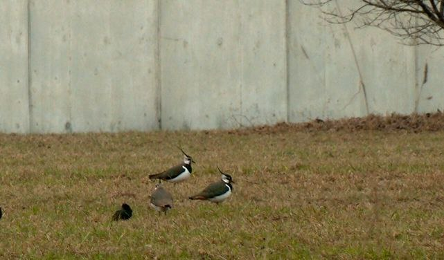 Фото: https://t.me/kazdoytvaripopare/4345 