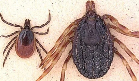    На фото клещ Hyalomma справа / Universitat Hohenheim / express.co.uk