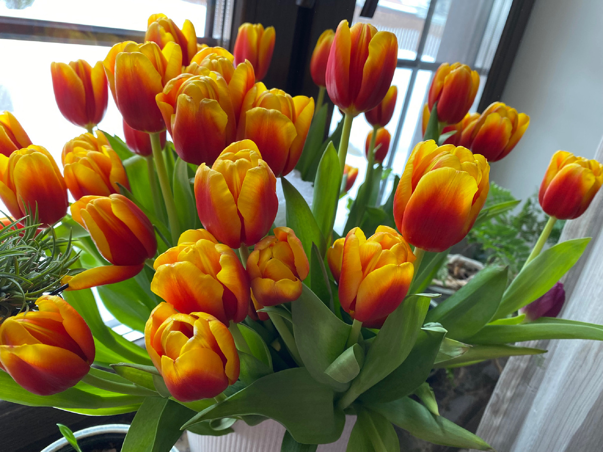 Букет из тюльпанов в начале марта, фото автора, как видим, срезаны и цветоносы, и листья.