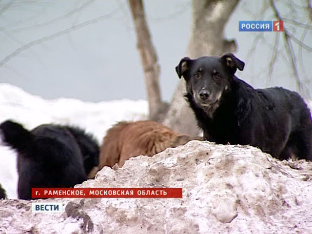    Раменское. Бродячие собаки: стая собак