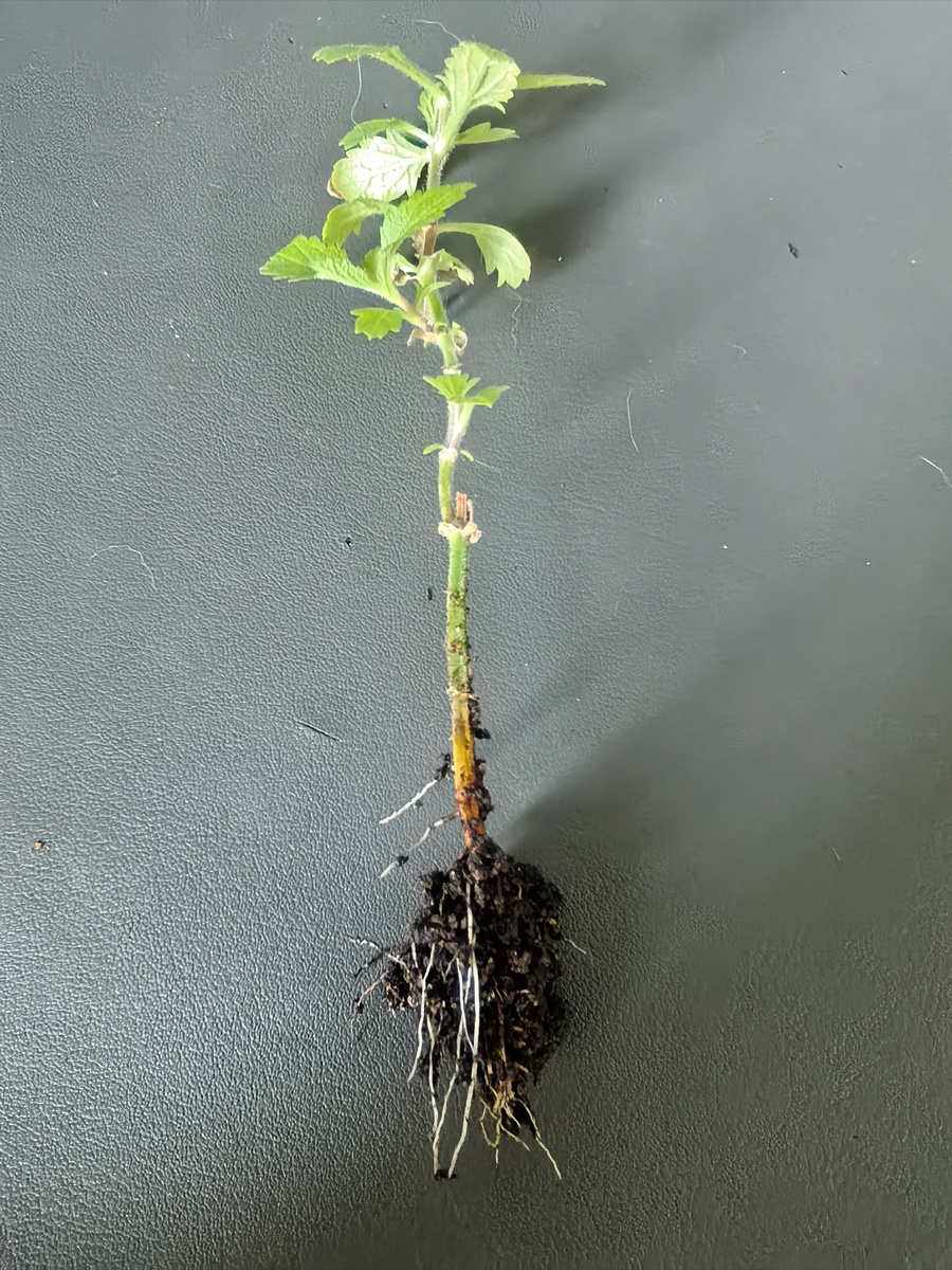 Укорененный осенний черенок вербены бонарской весной