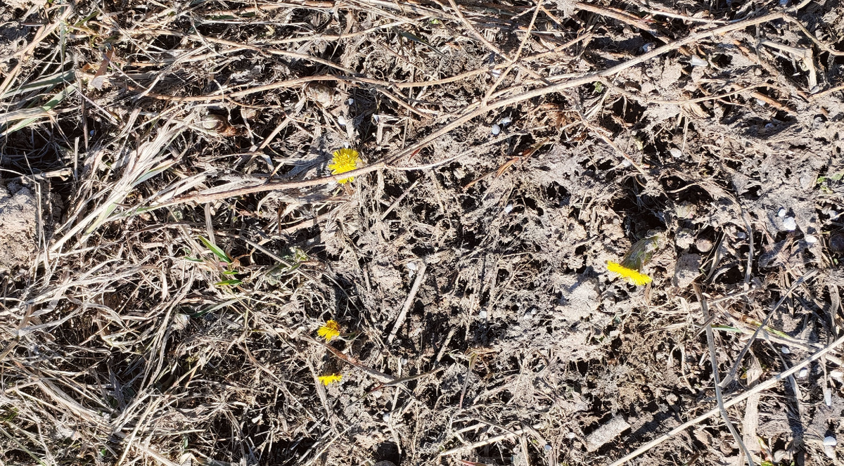 Весна неминуема! Заметила сегодня первые цветочки. 