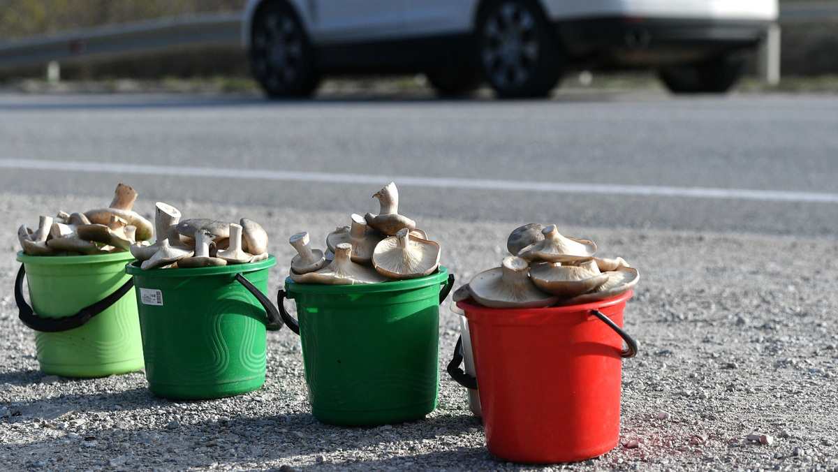    продукты у трасс грибы РИА