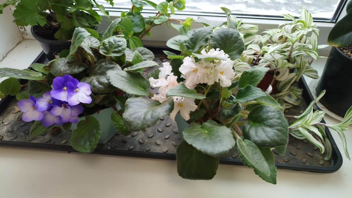 Петрович вырастил на работе.