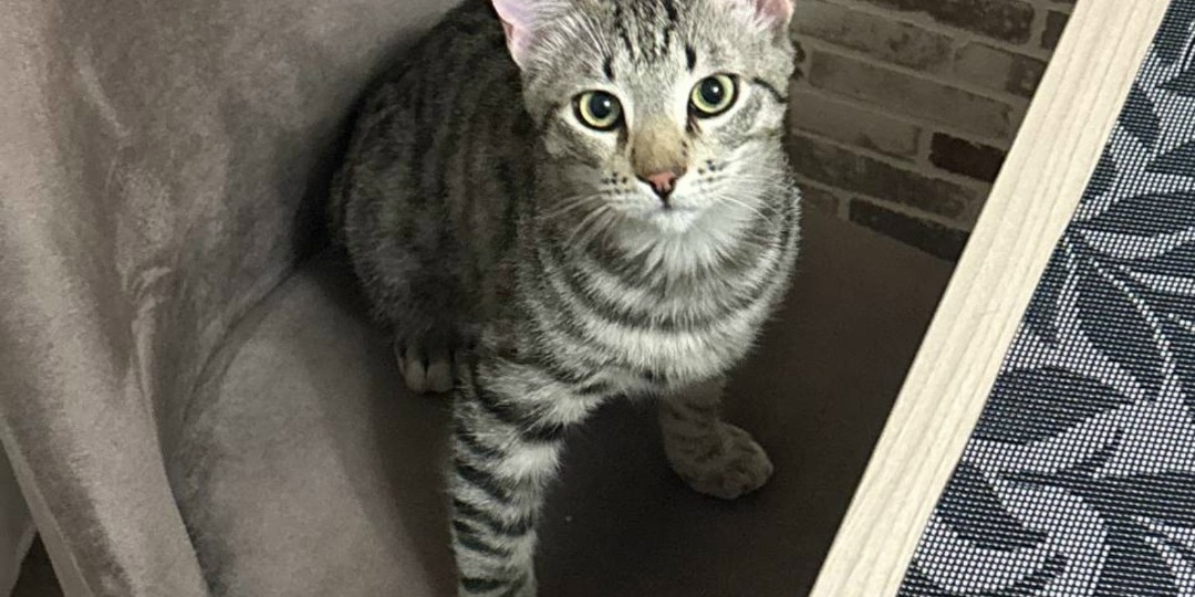 🥂Урраа! Котёнок Бэм УЖЕ ДОМА!🏡